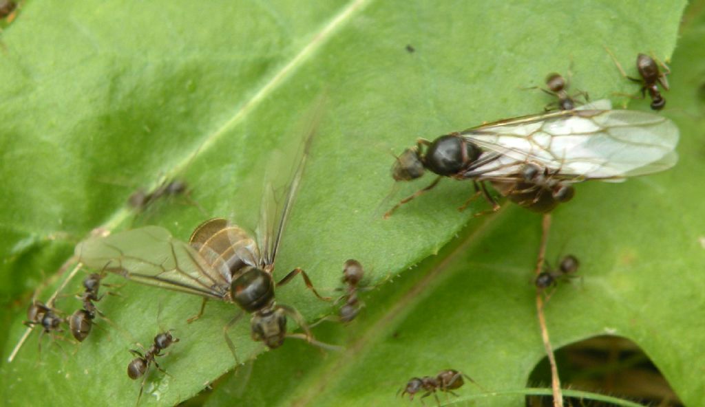 Formiche con e senza ali: Lasius cfr paralienus